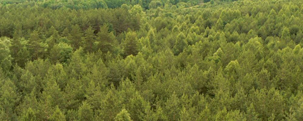 
            Фотография Хомутляя