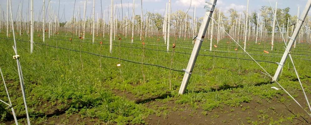 
            Фотография Курского