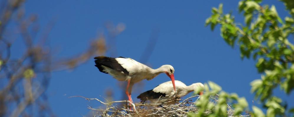 
            Фотография Большой Ящеры