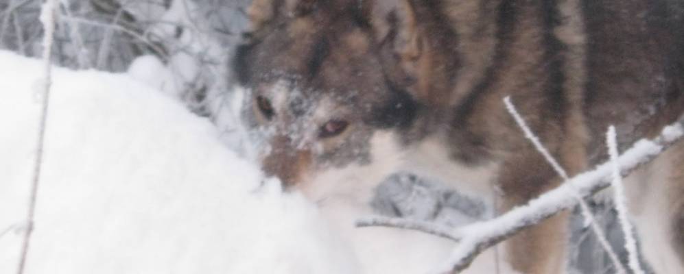 Фотография Иваньковo