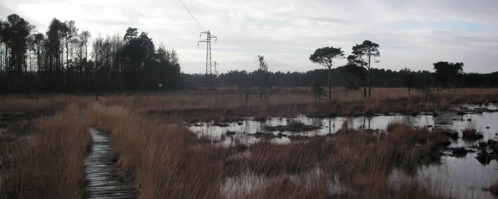 
            Фотография Элстида