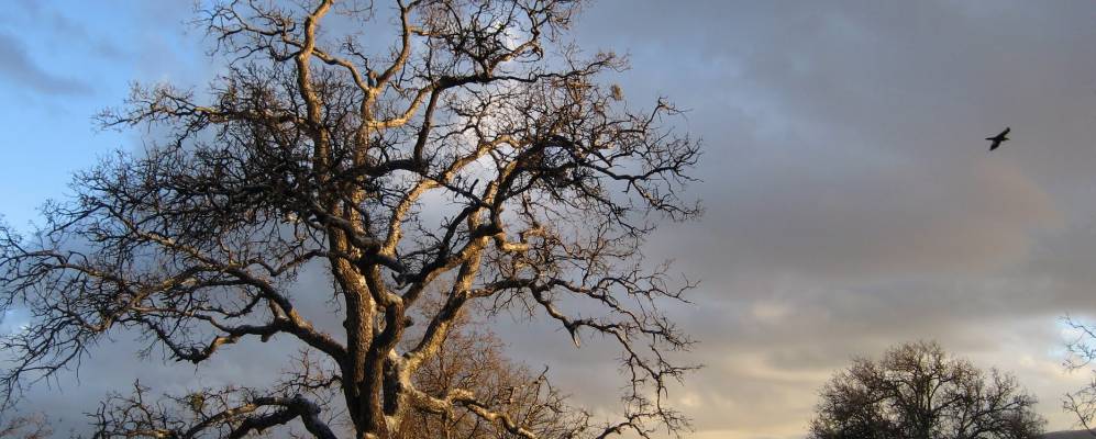 
            Фотография Бир Велли Спрингса