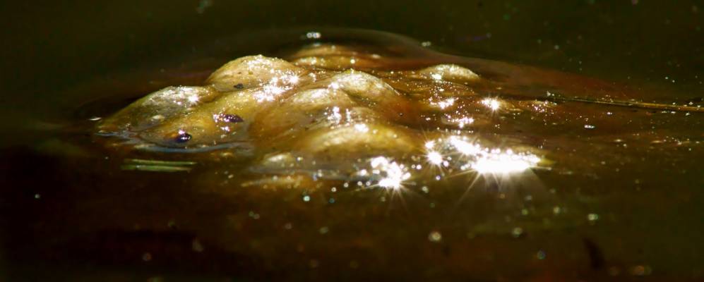 
            Фотография Тальа