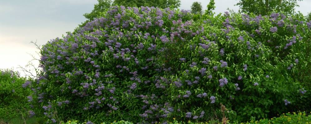 
            Фотография Грабовца