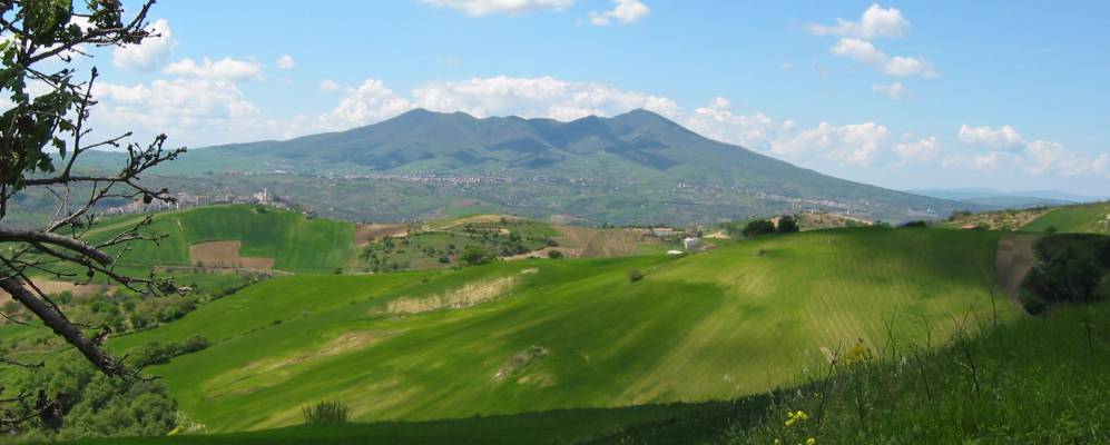 
            Фотография Рипакандиды