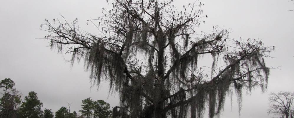 
            Фотография Гикори Хиллса