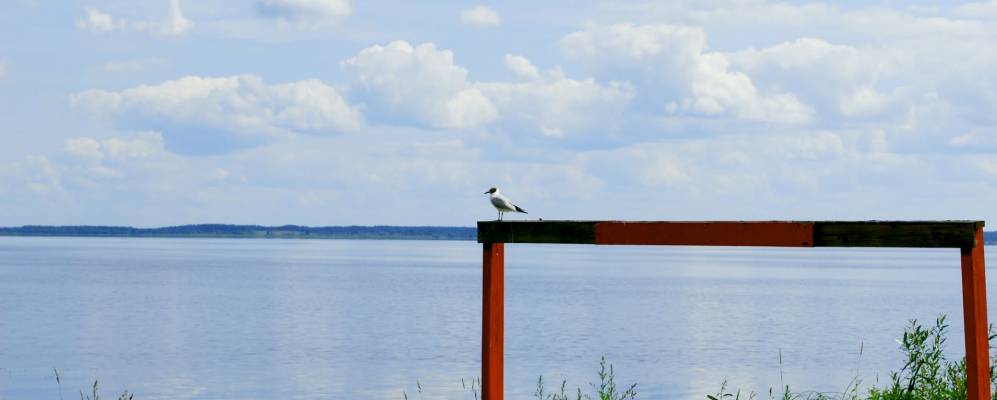 Фотография Ластовки