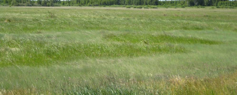 
            Фотография Обабковы