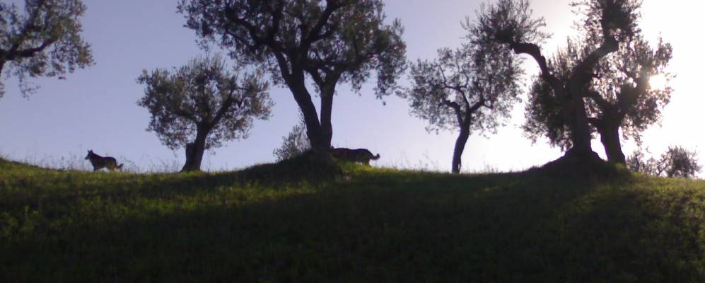 
            Фотография Нерето