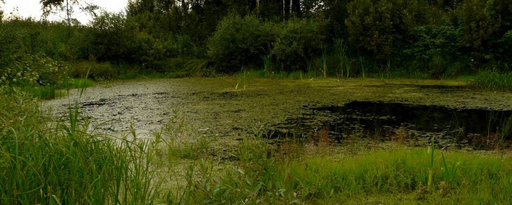 
            Фотография Пореево