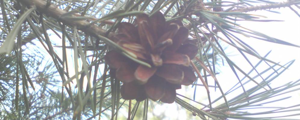 
            Фотография Куража