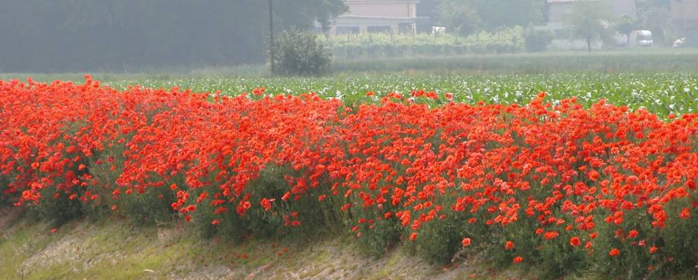 
            Фотография Реджоло