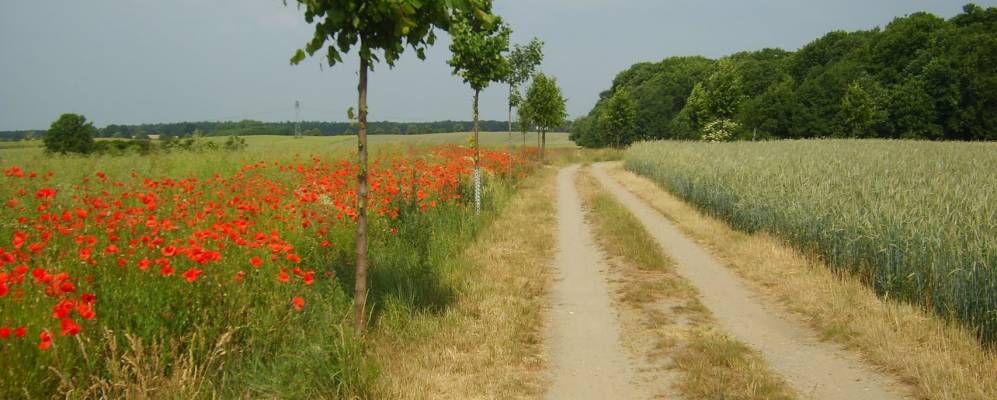 
            Фотография Готтуна