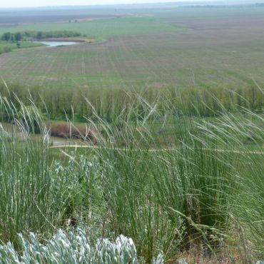 Бакланники