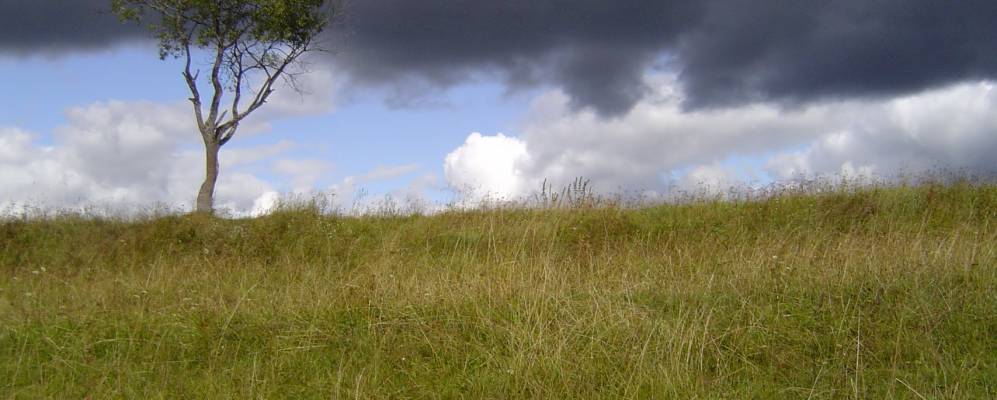 Фотография Великого Куста