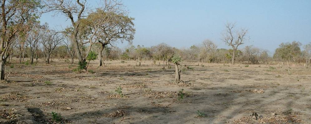 
            Фотография Коколого