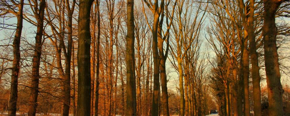 
            Фотография Хелвойрта