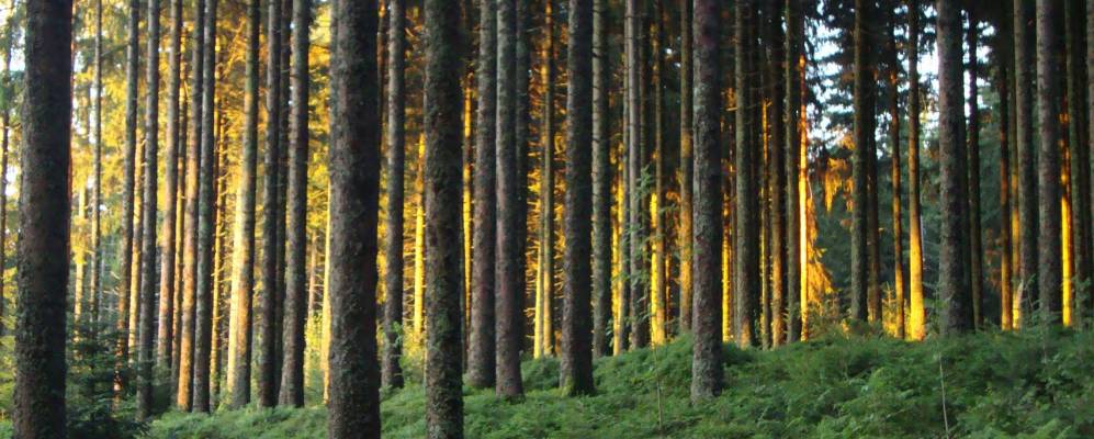 
            Фотография Шонаха