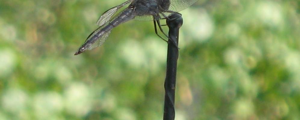 
            Фотография Hot Springs Village