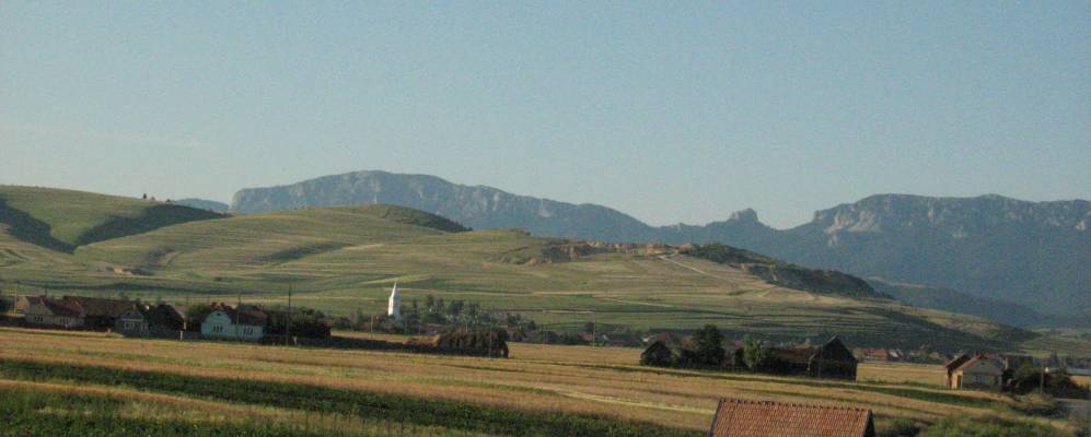 
            Фотография Синдоминика