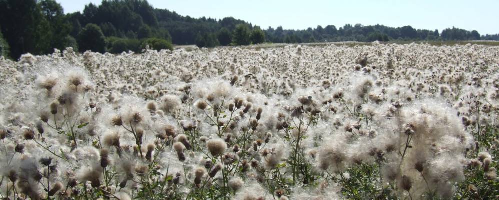 Фотография Венци