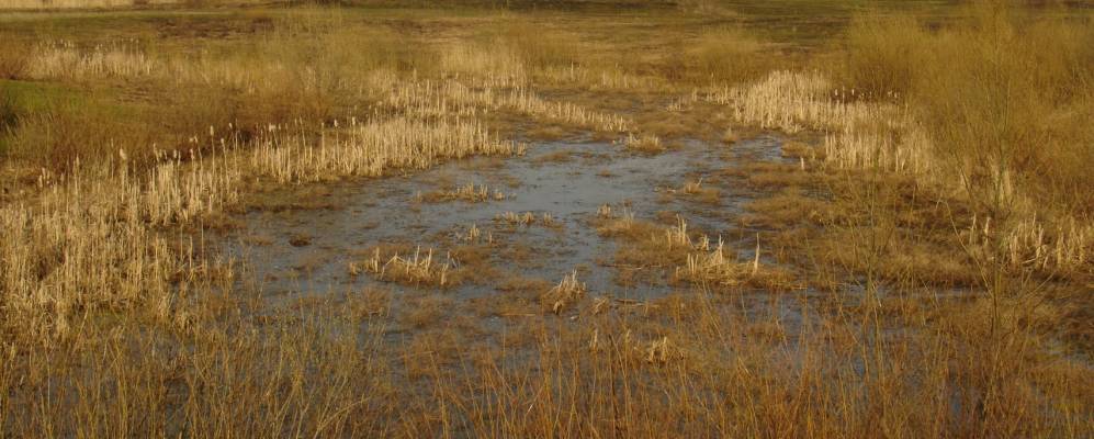 
            Фотография Бурминки