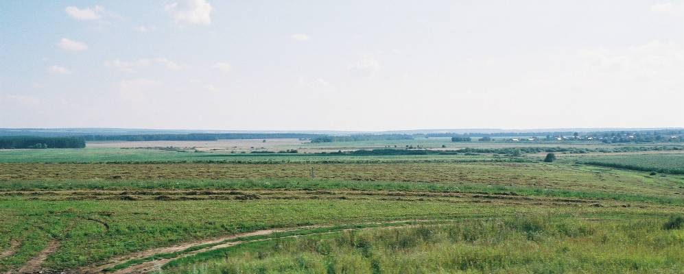 
            Фотография Камыша