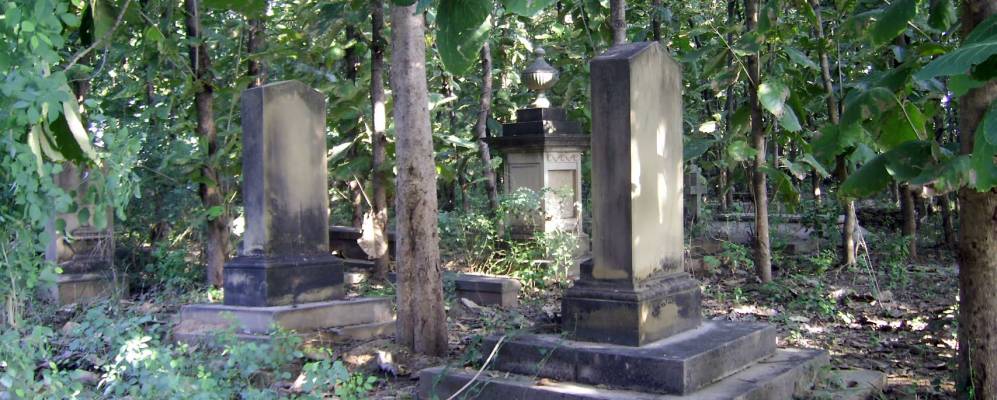 
            Фотография Чунара