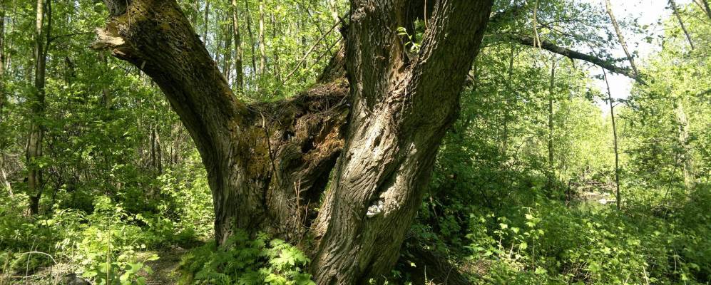 
            Фотография Апушки