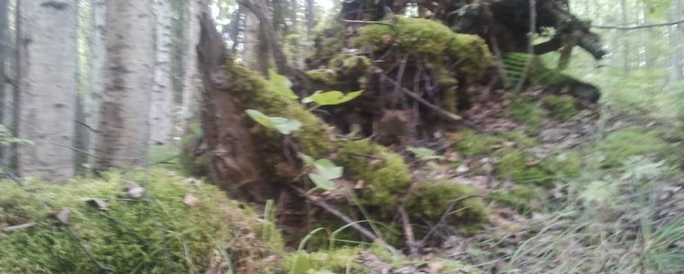 
            Фотография Ваньпи