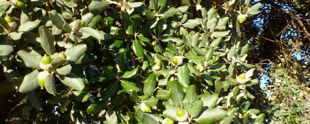 
            Фотография Моэдас-де-ла-Хара