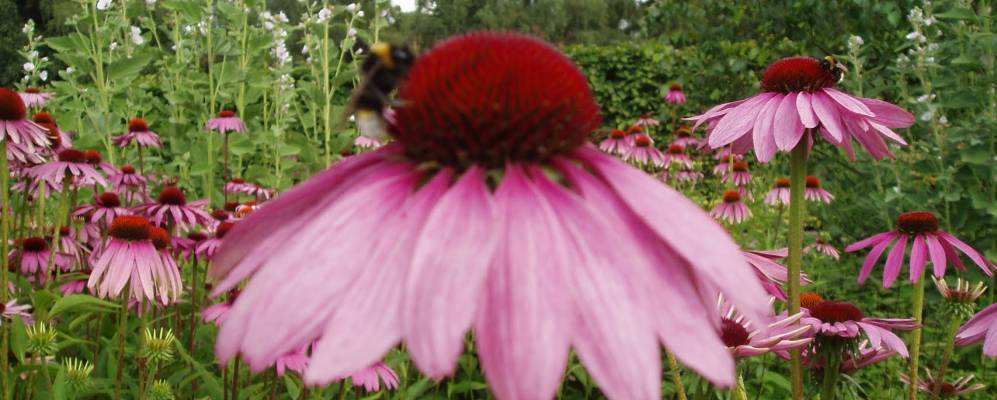 
            Фотография Бад-Бергцаберн