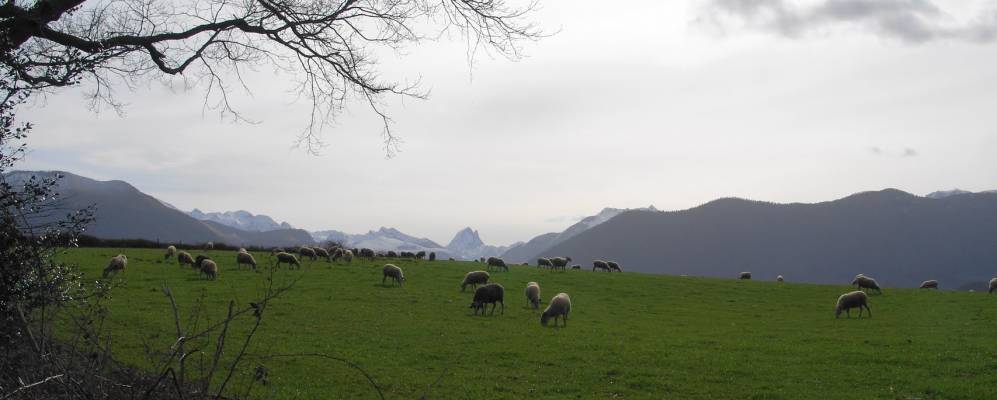 
            Фотография Беска