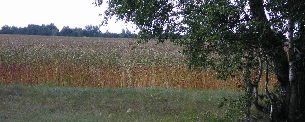 
            Фотография Шелашниково