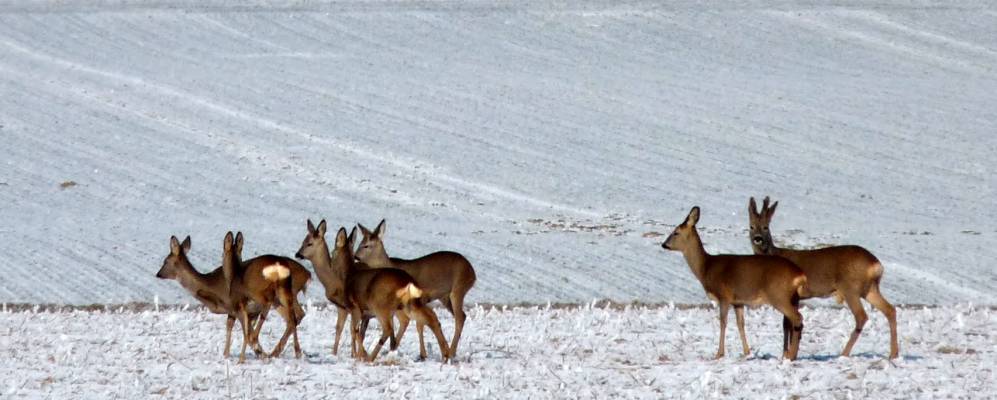
            Фотография Эльбе