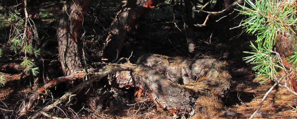 
            Фотография Твердомедово