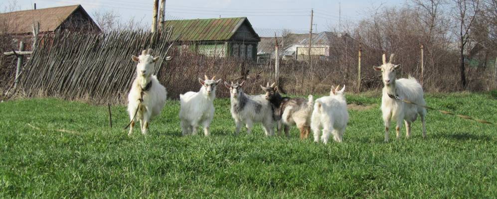 Фотография Молодинок