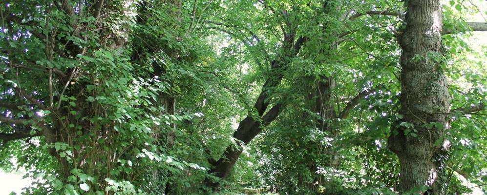 
            Фотография Сольера