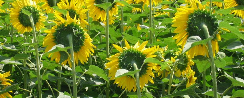 
            Фотография Рипе