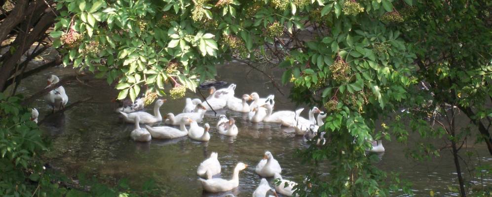 
            Фотография Куровичи
