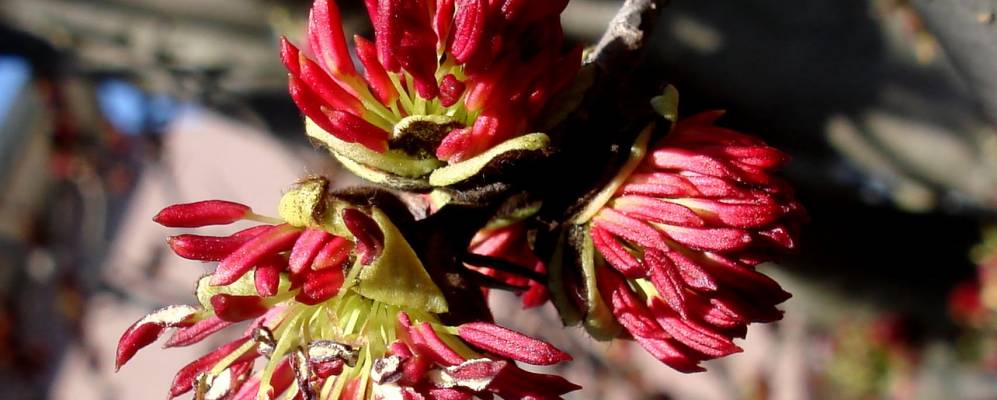 
            Фотография Сан Джулиано Миланезе