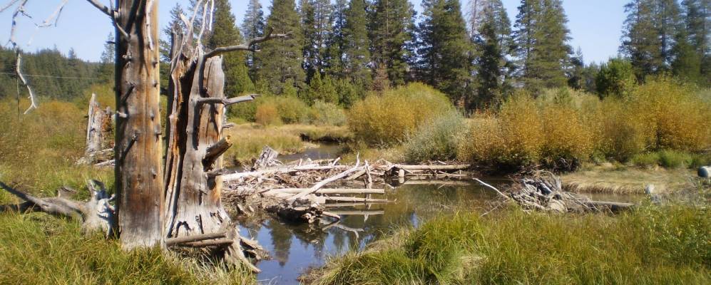 
            Фотография Armstrong