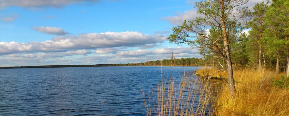 Фотография Пнёво