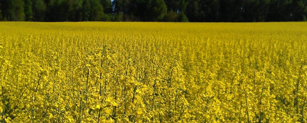 
            Фотография Крымского