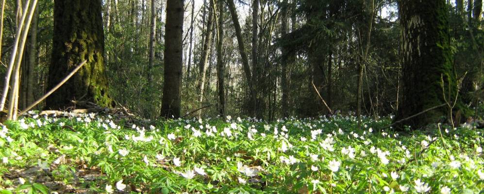 
            Фотография Сметанино