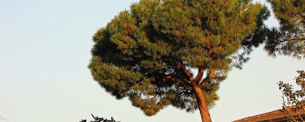 
            Фотография Синьи