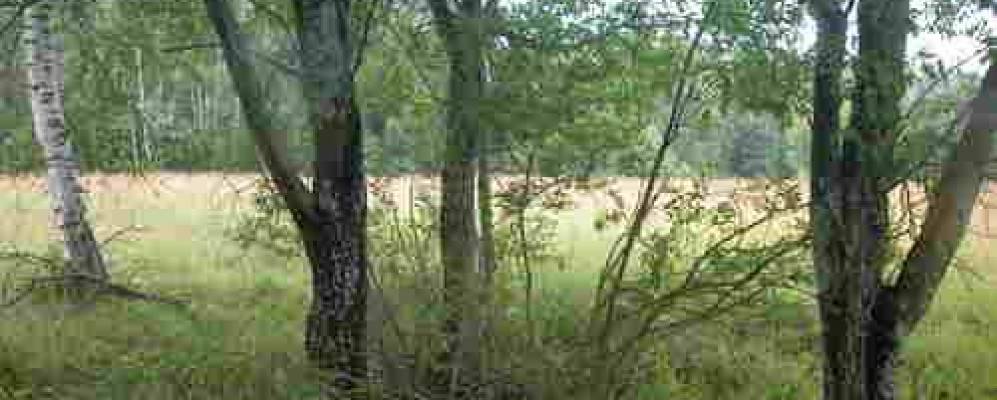 
            Фотография Комлево