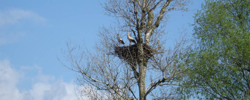 Фотография Провожи