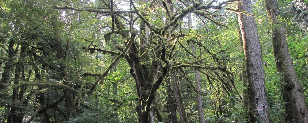 
            Фотография Бабук-Аула