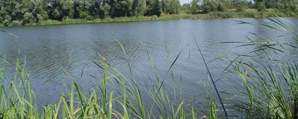 
            Фотография Трилесы